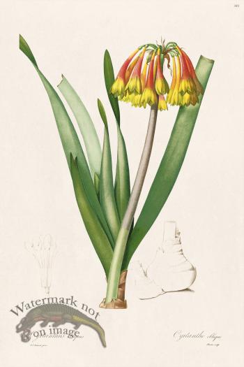 Les Liliacees Redoute 381